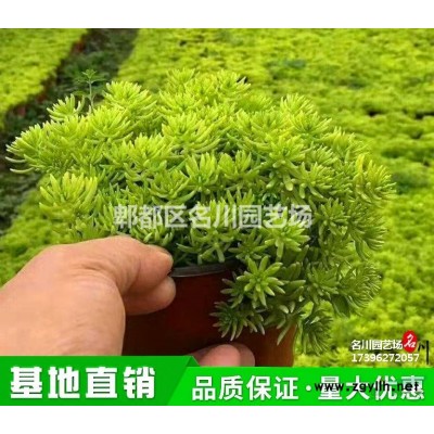 貴州羅漢竹種植基地_羅漢竹價(jià)格_供應(yīng)佛肚竹_佛肚竹盆景_景觀竹價(jià)格