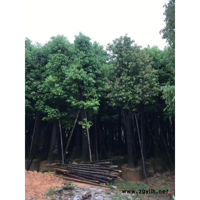 鳳凰木