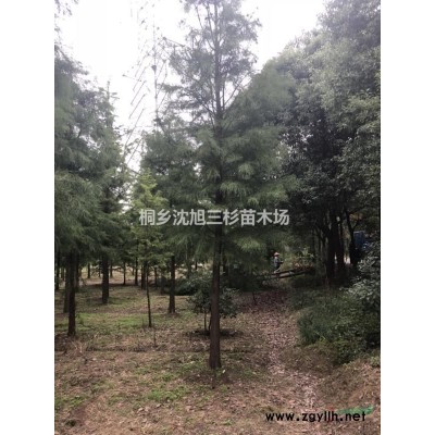 水杉、池杉、落羽杉、墨西哥落羽杉、中山杉大量供應