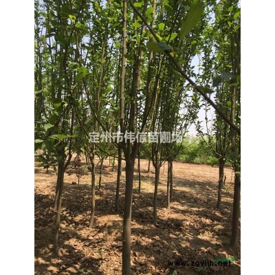 河北連翹 河北連翹*新報(bào)價(jià) 河北連翹批發(fā)基地 苗圃直銷量大