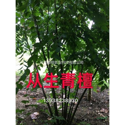 河南青檀農業科技有限公司    供應