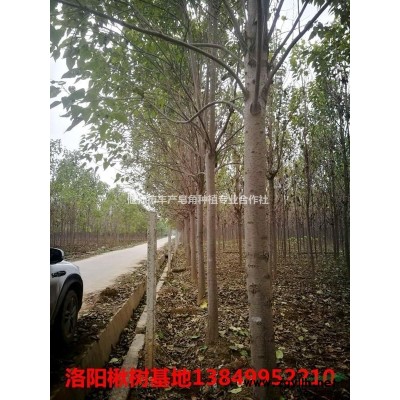 皂角樹 皂角苗 洛陽皂角基地 皂角綠化 高產(chǎn)皂角刺 12公分