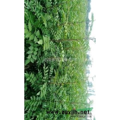 連翹苗，1年連翹苗價格？2年連翹苗價格？山西千畝連翹苗基地。
