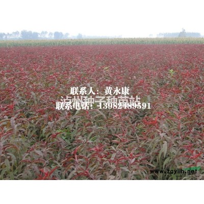 瀘州桂圓小苗基地，宜賓龍眼苗找永安苗圃_苗好價(jià)優(yōu)