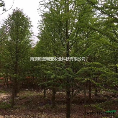 處理10-18公分落羽杉