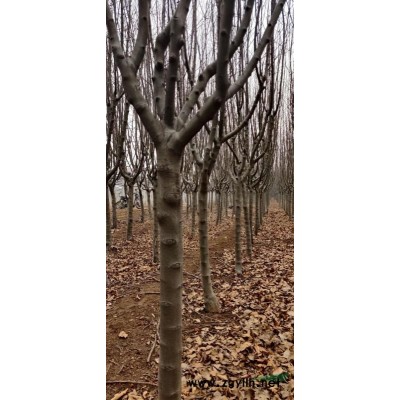 出售6～12公分冬紅海棠三千棵
