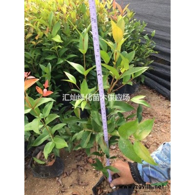 金葉假連翹、馬櫻丹、珍珠梅、美女櫻、紅桑