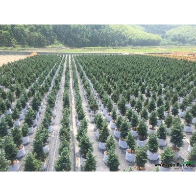 藍(lán)色波爾瓦8行情報(bào)價(jià)\藍(lán)色波爾瓦8圖片展示