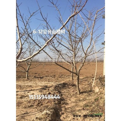 10公分元寶楓多少錢，12公分元寶楓價格·供應山西運城元寶楓