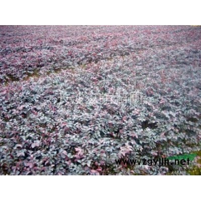 供應(yīng)精品桂花，湖南精品桂花價格行情，精品桂花工程用苗