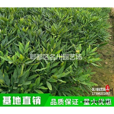姜荷花基地_泰國(guó)陸地荷花_花境植物_耐蔭綠植