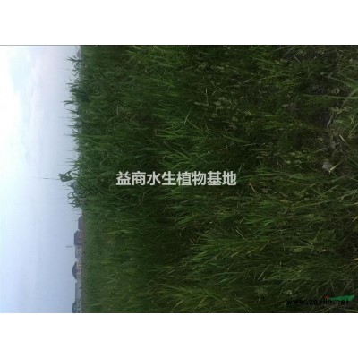 水生千屈菜杭州千屈菜浙江益農(nóng)千屈菜