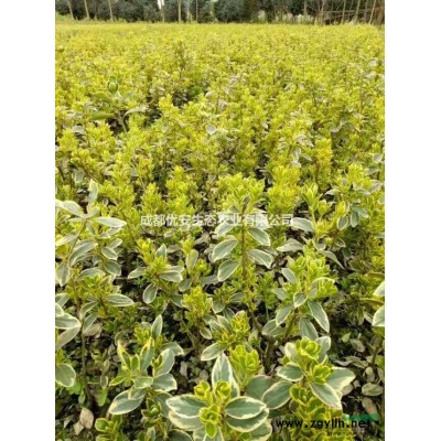 購買四川成都紅花繼木球報(bào)價(jià)格便宜1米1.5米