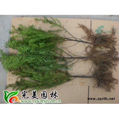 紅花繼木_紅花繼木球