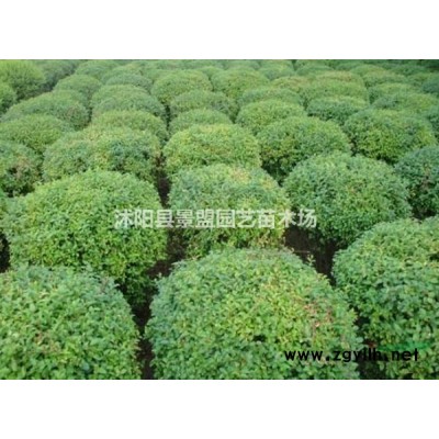 哪里有紅花繼木球基地？