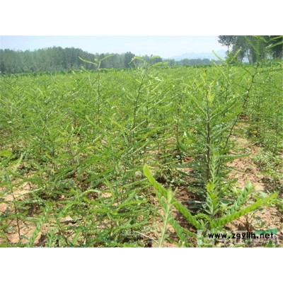 七葉樹新價(jià)格/3-12公分七葉樹報(bào)價(jià)