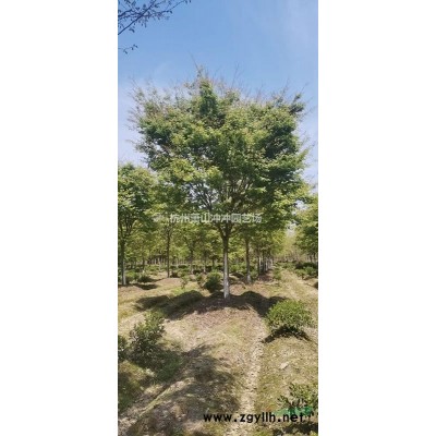 供應(yīng)精品  紅花繼木毛球、紅花繼木球及紅花繼木柱子