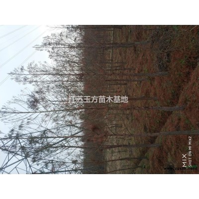 江蘇蘇州落羽杉供應3-8-10公分，苗圃直接上貨30000棵