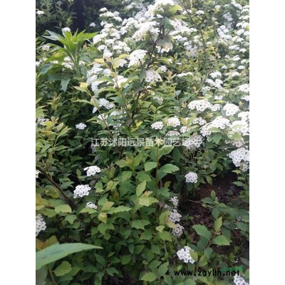 苗圃直銷1-5年生噴雪花，郁李