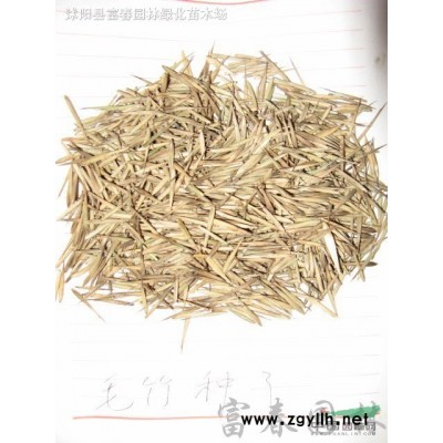 基地供應紅花檵木 紅花繼木 紅花繼木球 庭院花卉綠化