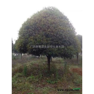 廣西供應紅花繼木球 紅花繼木球價格 廣西多姿園林施工規格*