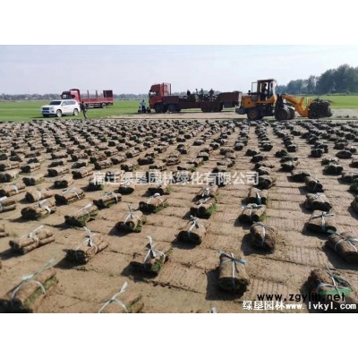 江蘇紫穗槐價格 紫穗槐供應 紫穗槐基地批發