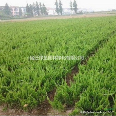 法國冬青·法國冬青圖片法國冬青種植基地