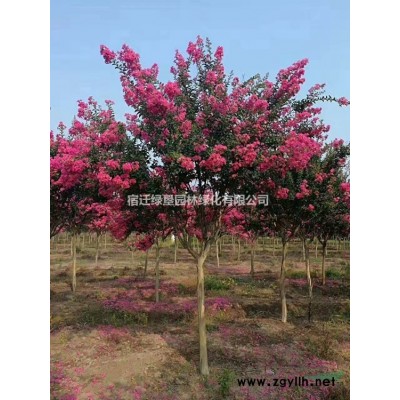 金葉榆·金葉榆圖片·金葉榆種植基地