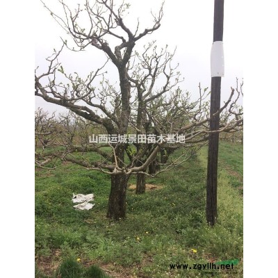 哪里有賣白皮松的？白皮松主產基地地區？礦山綠化白皮松