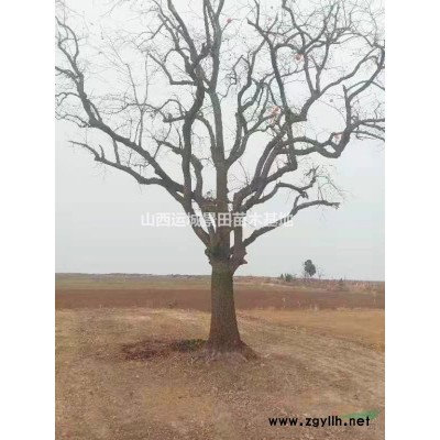 18公分大紅葉李基地10公分12公分15公分20公分紅葉李