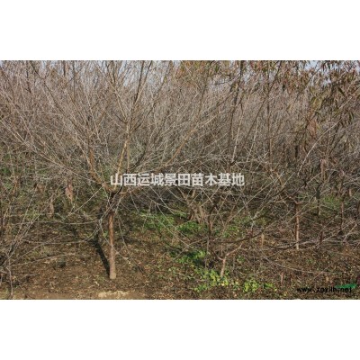 未來5年8-12公分國槐價格持續下降·國槐市場價格分析