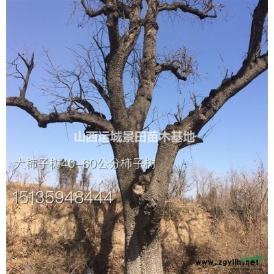 脆柿子苗摘種幾年開花結果_2年掛果陽豐甜柿子苗價格