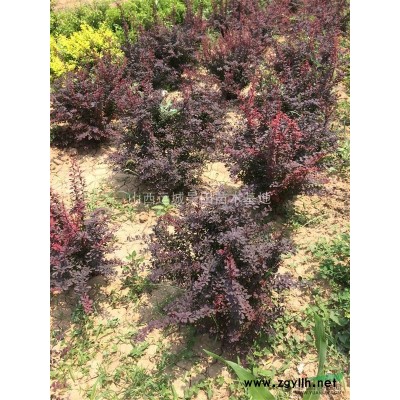 2年甜柿子苗產品及報價，陽豐甜柿子樹苗，種植以后幾年結果