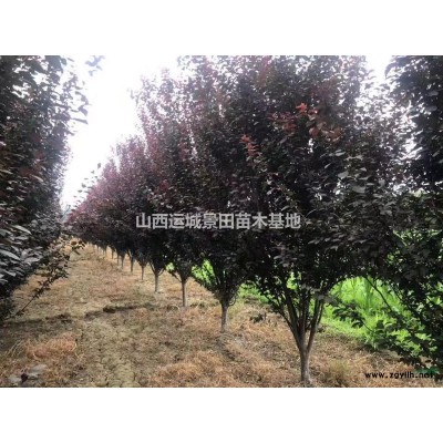 柿子樹價格_今日柿子樹批發價格多少_甜柿子樹價格走勢查詢