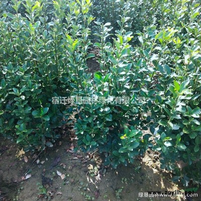 金邊黃楊價格_金邊黃楊苗產地_金邊黃楊苗綠化苗木苗圃基地
