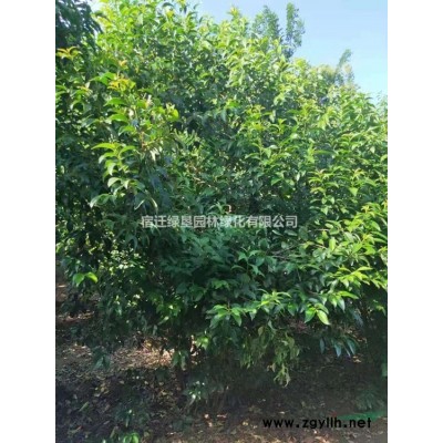 紫穗槐·紫穗槐圖片·紫穗槐種植基地