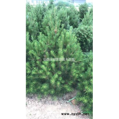 山西省杏樹基地·運城市杏樹種植產地杏樹規格*