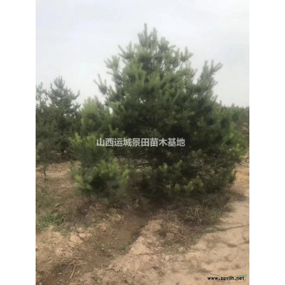 15公分大規格杏樹基地·18公分20公分25公分大規格杏樹