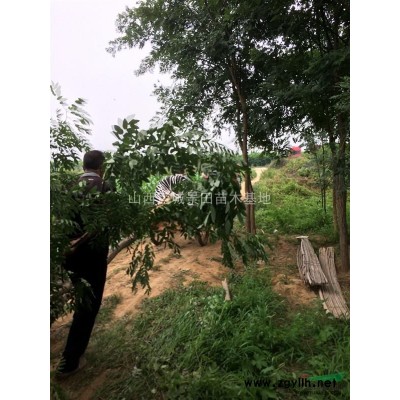 柿子樹價格_每日柿子樹報價_甜柿子樹價格查詢詳情