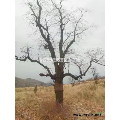標準白皮松價格·2米精品白皮松·3米白皮松一類市場價格