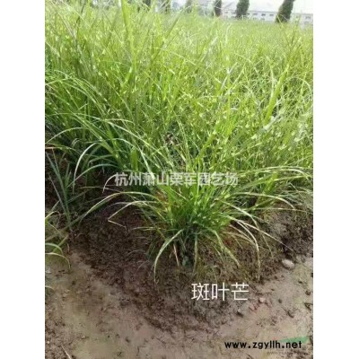 浙江蕭山中葉桅子花小杯供應基地