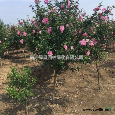 供應優質塔柏·塔柏圖片·塔柏種植基地