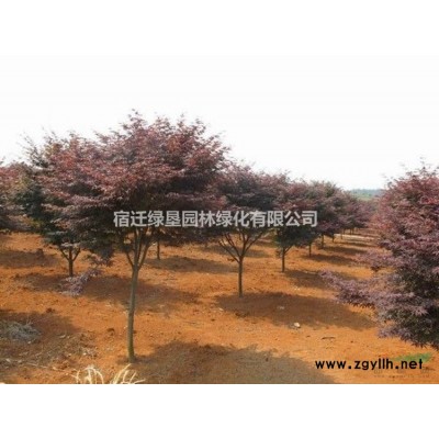 刺柏價格_刺柏圖片_刺柏產地_刺柏綠化苗木苗圃基地
