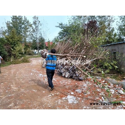金森女貞價格_金森女貞苗產地_金森女貞綠化苗木苗圃基地