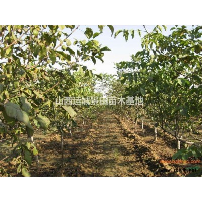 紅葉李的分布地區與品種?紅葉李的分布基地有哪些?