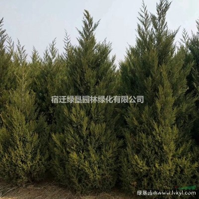 供應40公分~1.8米優質檜柏