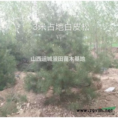 鈣果苗哪里多？鈣果苗基地在什么地方？山西運(yùn)城鈣果苗批發(fā)
