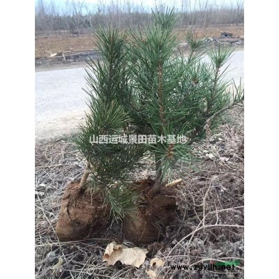 歐李苗價格·歐李種子一斤多少錢·歐李種子一畝地種植多少棵