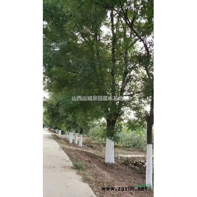 杏樹基地·低價出售果園杏樹·嫁接紅梅的杏樹樁量大