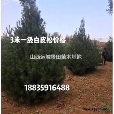 蘋果苗什么地方多？蘋果苗主產地區是哪里？北方蘋果苗